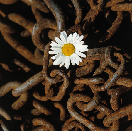 Flower in the rusty chain