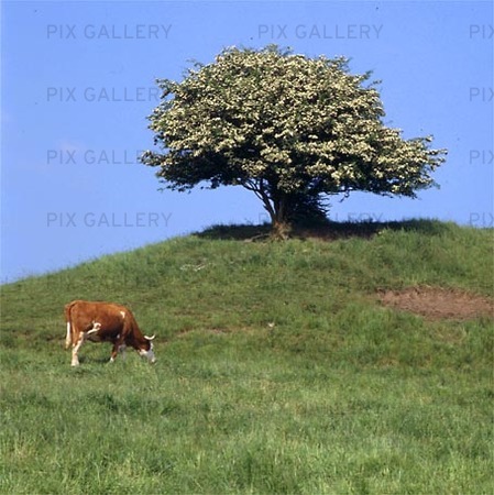 Cow grazing in the trees