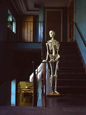 Skeleton in school