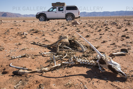 Trafikdödad oryxantilop i Namibia