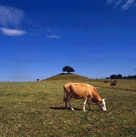 Ko i landskap