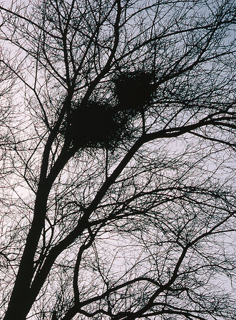 Fågelbon i träd