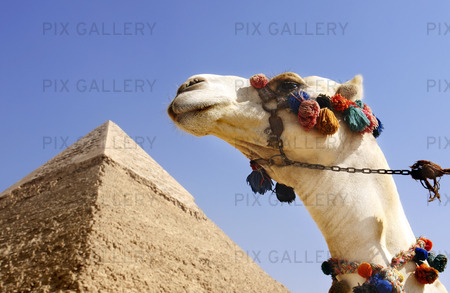 Camels at the Pyramids of Giza, Egypt