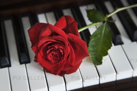 Röd ros på piano