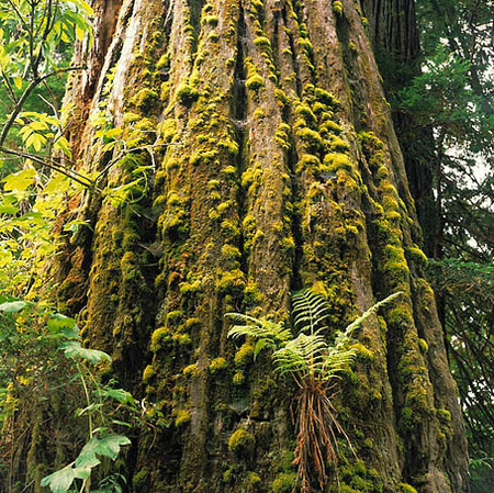 Redwood National Park, USA