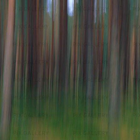 Idébild skog
