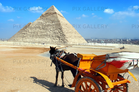 Häst och vagn vid pyramid i Giza, Egypten