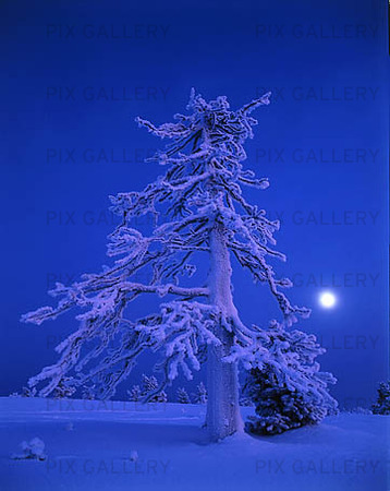 Winter Tree in night light