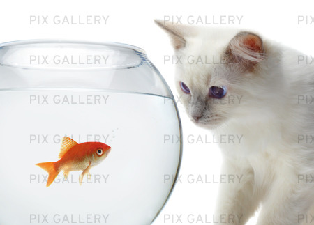 Katt och en guldfisk