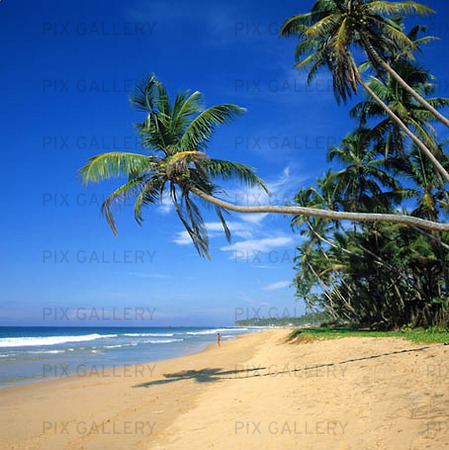 Palmstrand i Sri Lanka