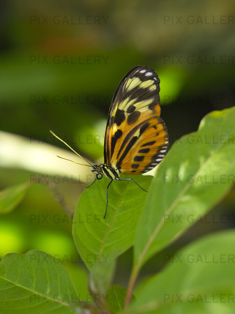 Numata Butterfly (Heliconius numata)