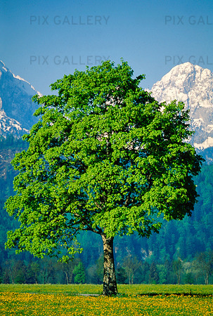 Träd i Alperna