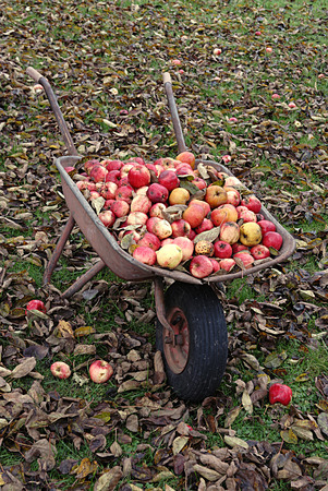 Wheelbarrow with apples
