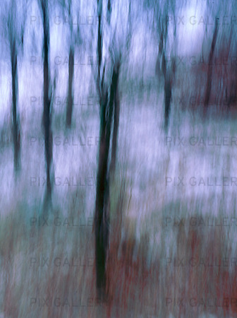 Blurry trees in winter