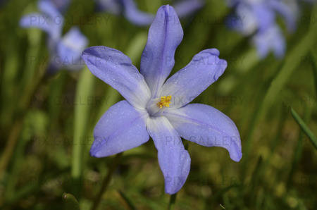 Vårstjärna ( Chionodoxa forbesii )