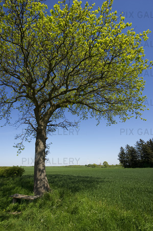 Lövträd i jordbrukslandskap