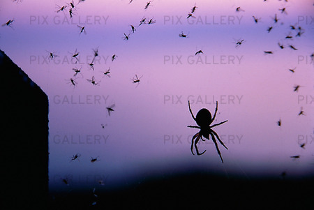 Spindel med insekter i nätet