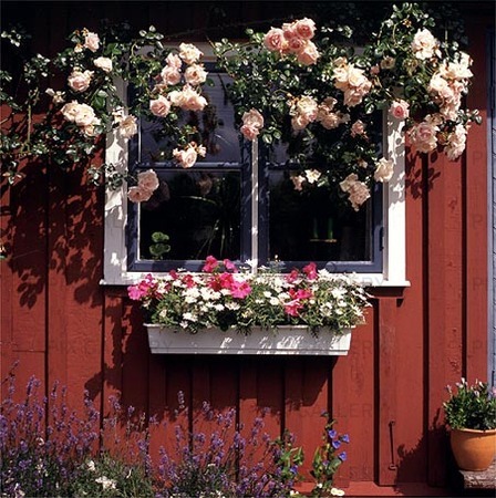 Fönster med blommor
