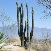 Kaktus, Mexico