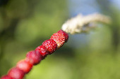 Strawberry on grass stalk