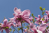 Magnolia hybrid