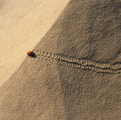 Nyckelpiga i sand