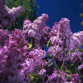 Lilac, Common Lilac