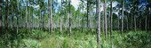 Träd i Everglades, USA