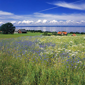 Flowering meadow, Småland