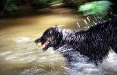 Hund i vatten