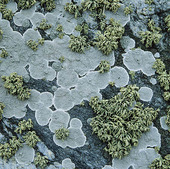 Lichens on rocks