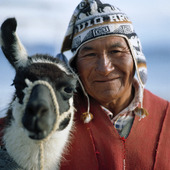 Indian med lamadjur, Bolivia