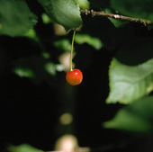 Cherry wood