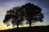 Siluett av två träd i solnedgång