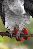Afrikansk grå papegoja