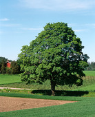 Träd i jordbrukslandskap