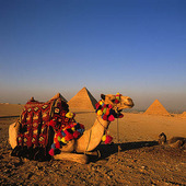 Kamel vid pyramiderna i Giza, Egypten