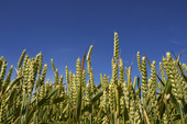 Wheat against blue sky