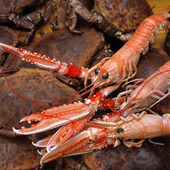 Norway lobsters and crabs