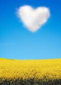 Heart Style clouds above the rape fields