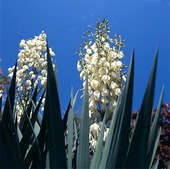 Giant yucca, Spineless yucca