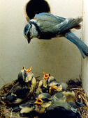 Blåmes med ungar i fågelholk