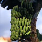 Bananträd