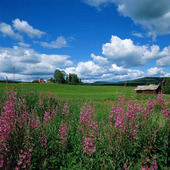 Agricultural Landscapes in Hälsingland