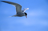 Fish Tern