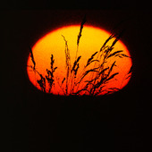 Grässtån i solnedgång (montage)