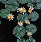 White water lilies