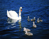 Swan swan with kids