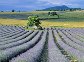 Lavendel i Provence, Frankrike