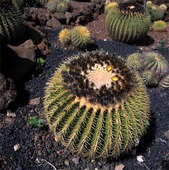 Svärmors kudde, Kaktus